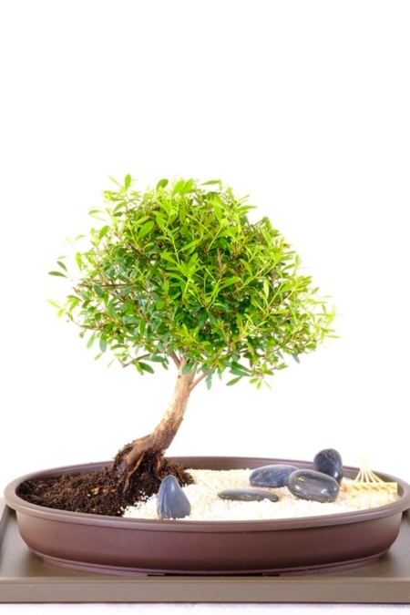 Zen bonsai garden