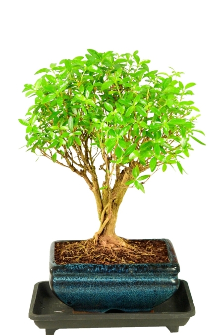 Broom series blue pot
