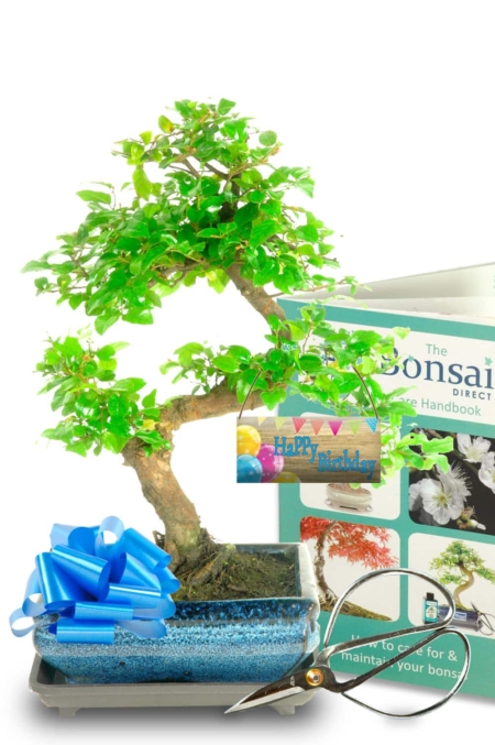 Fruiting Birthday Gift - Chinese Sweet Plum Starter Kit