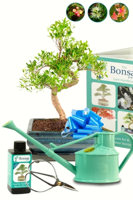 Perfect beginners flowering and frying indoor bonsai tree kit