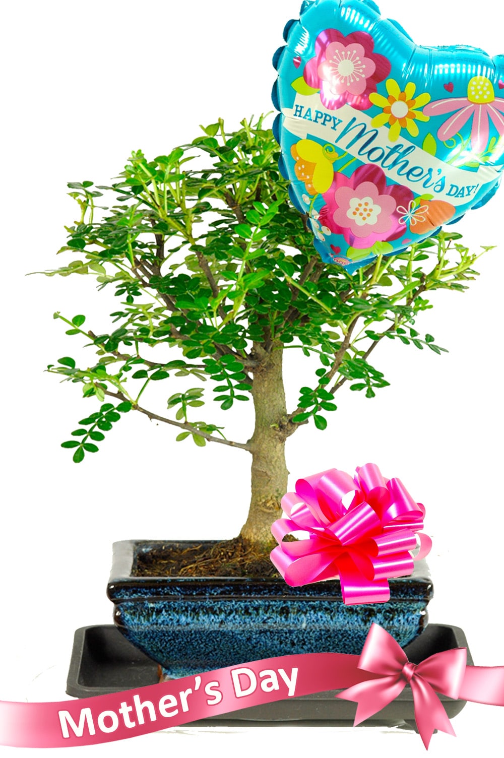 Aromatic Pepper Baby Indoor Bonsai Mother's Day Gift