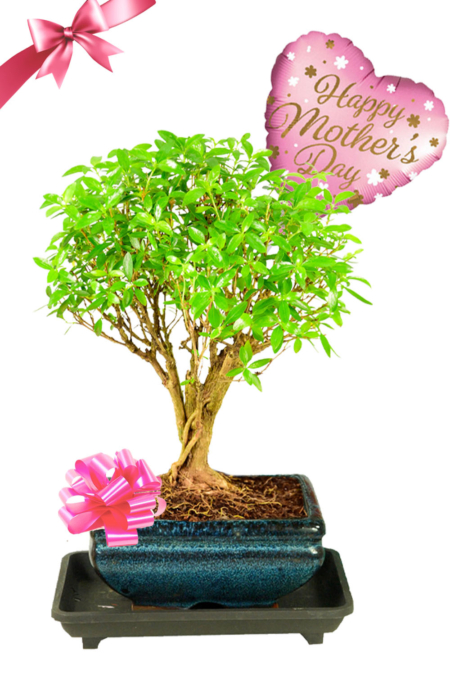 Orchard-style flowering Tree of a Thousand Stars Mother's Day bonsai UK