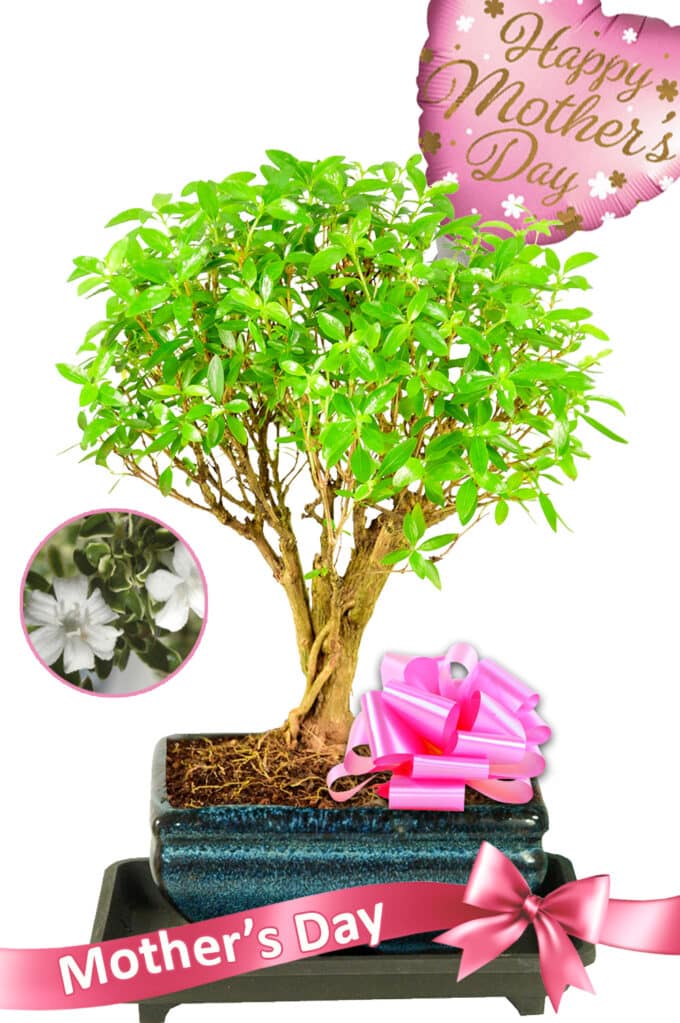 Orchard-style flowering Tree of a Thousand Stars Mother's Day bonsai UK