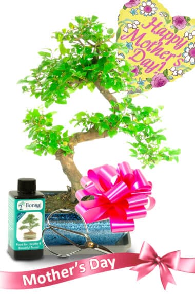 Bonsai Starter kit - Mothers day gift set