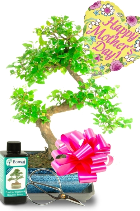 Stylish twisty s-shaped Mothers day bonsai starter kit