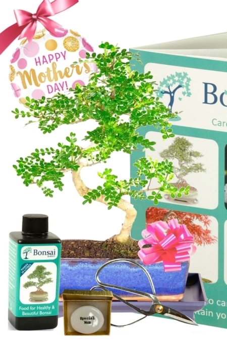 Remarkable larger sized Mothers Day Bonsai tree gift with zesty fragrance