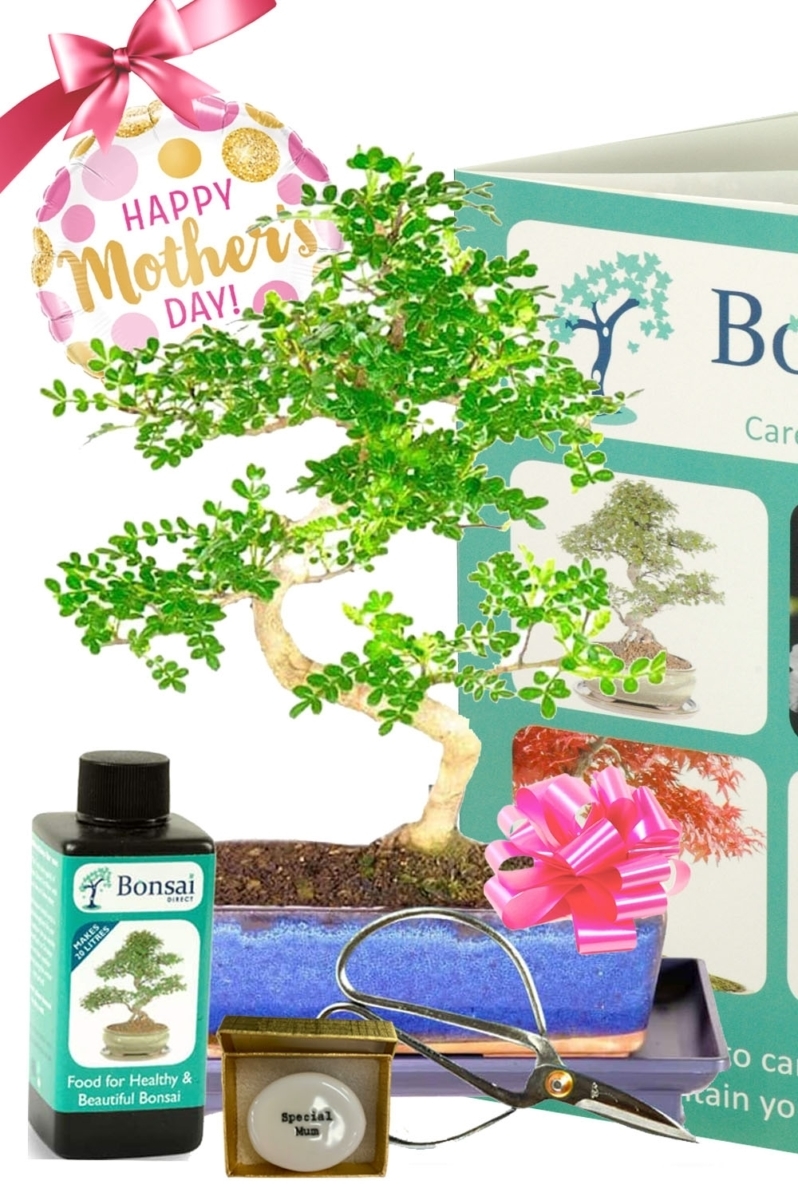 Remarkable larger sized Mothers Day Bonsai tree gift with zesty fragrance