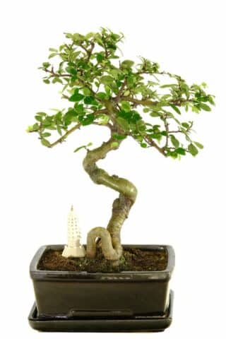 Very artistic & unique Chinese Elm bonsai tree - sleek black pot & temple
