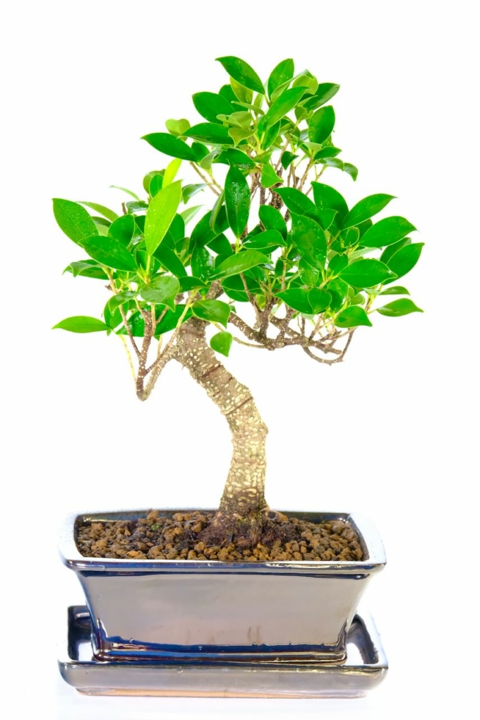 Incredible ficus bonsai tree for sale in pewter black pot