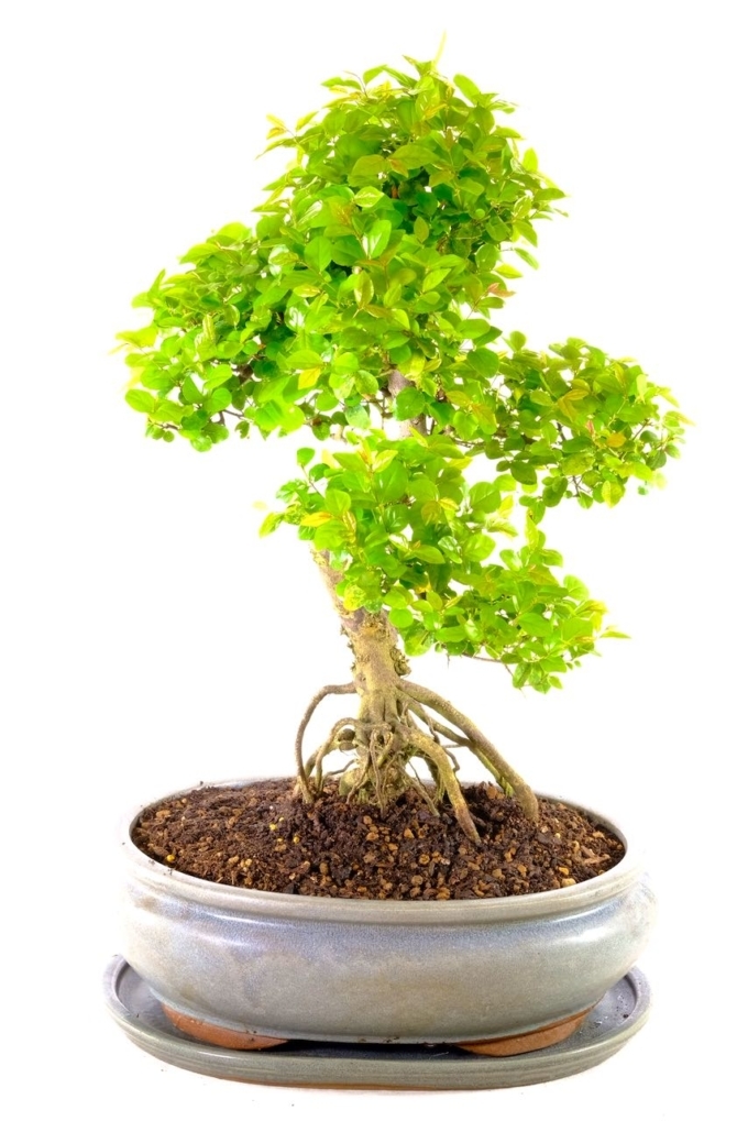 Bonsai Sageretia 19 year Wonderful specimen with lush leaves