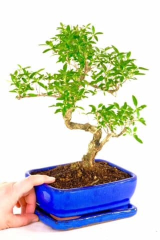 Stunning miniature proportions bonsai with royal blue pot