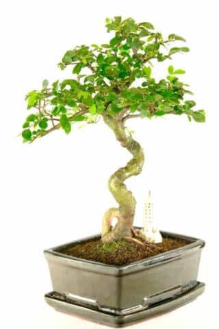 Serpentine Chinese Elm very twisty indoor bonsai for beginners