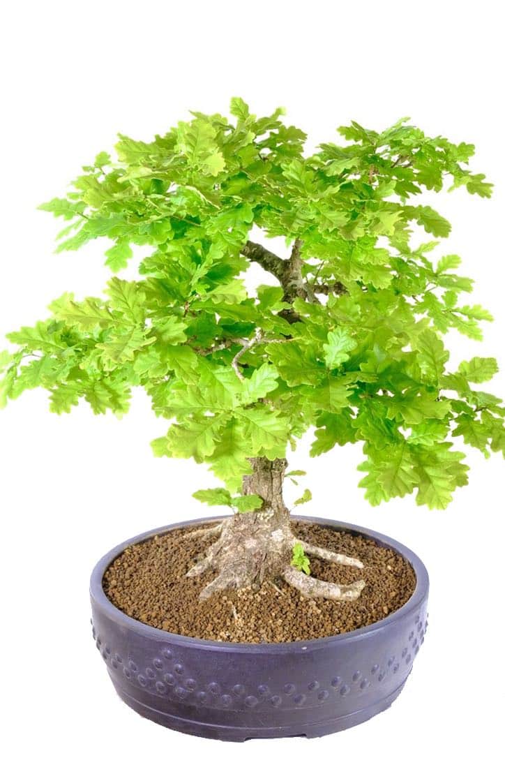 Magnificent Quercus robur outdoor bonsai for sale UK