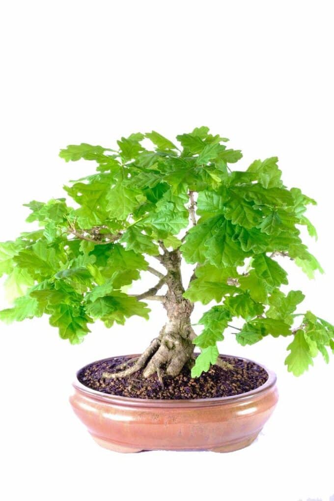 Phenomenal Quercus robur outdoor bonsai for sale UK