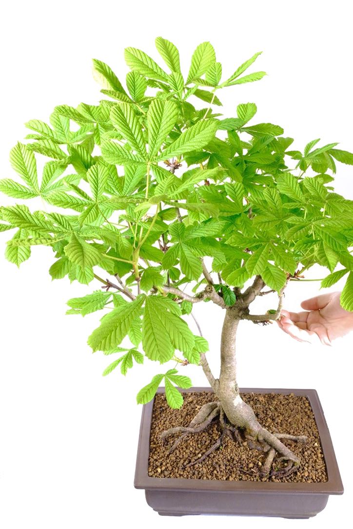 Large Horse Chestnut Bonsai Tree (Aesculus hippocastanum)