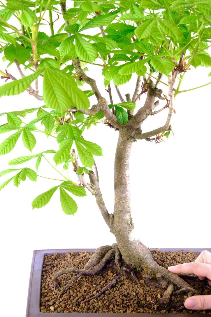 Large Horse Chestnut Bonsai Tree (Aesculus hippocastanum)