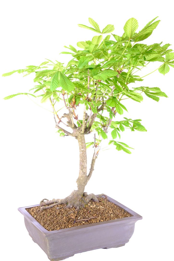 Large Horse Chestnut Bonsai Tree (Aesculus hippocastanum)