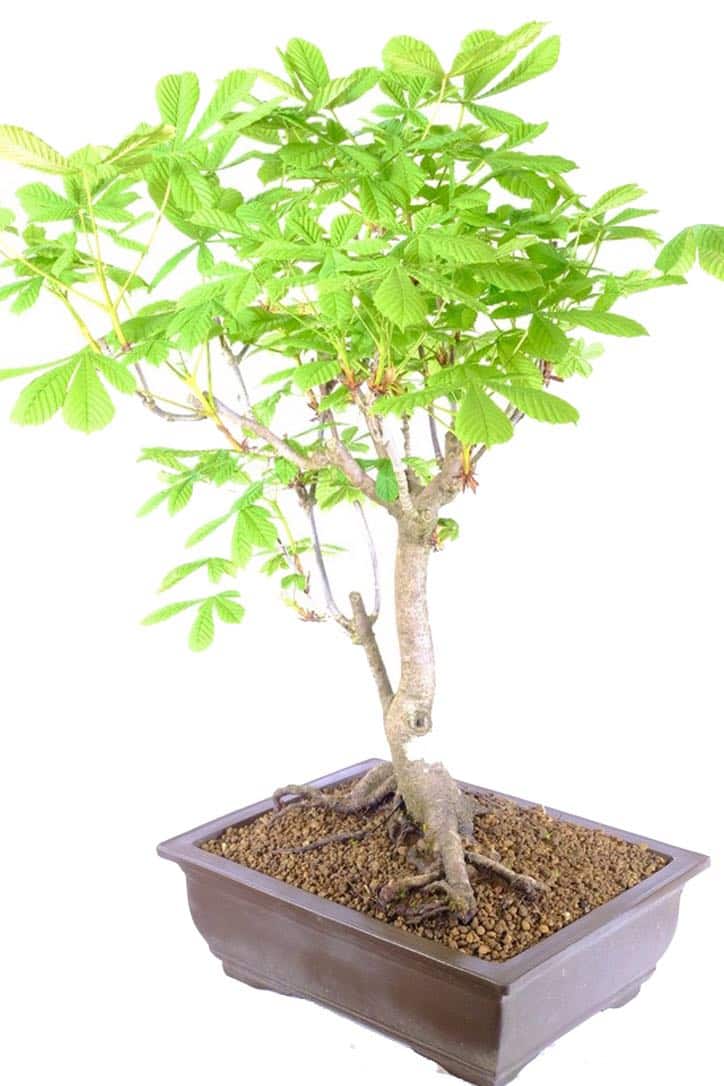 Large Horse Chestnut Bonsai Tree (Aesculus hippocastanum)