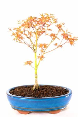 Stunning miniature leaved Japanese Maple bonsai in sky blue pot