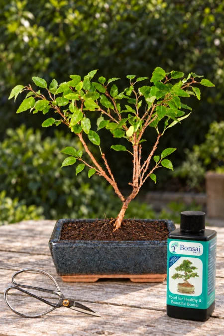 Flowering Cherry Blossom Bonsai Starter Kit - Flight of the Butterfly Tree in Navy Blue Pot with Accessories