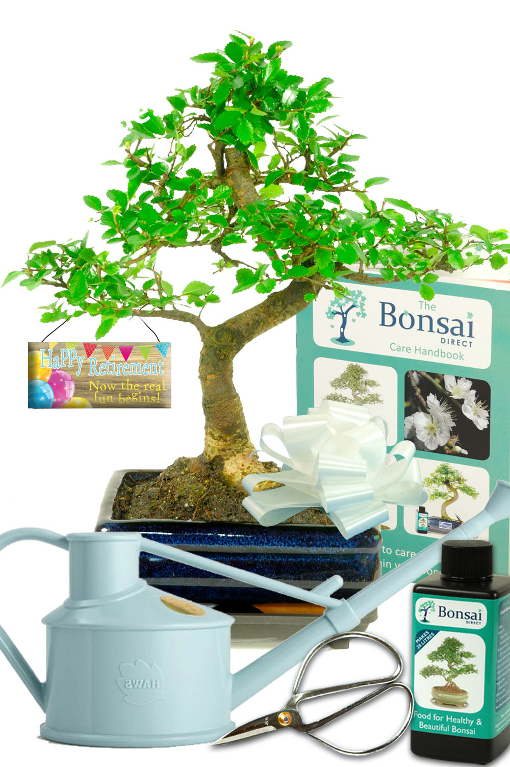 Chinese Elm retirement bonsai kit for sale UK