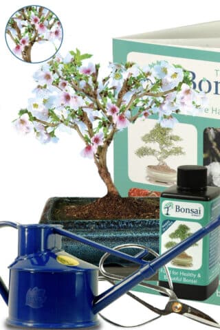 Comprehensive mid sized cherry blossom bonsai starter kit
