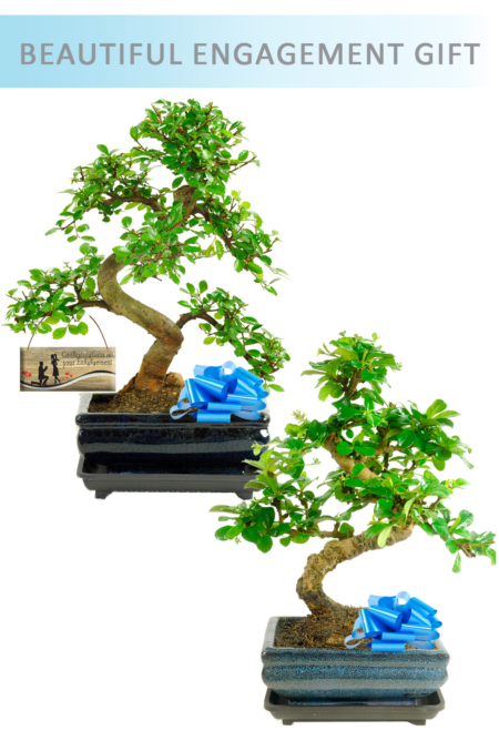 Twin Twisty Bonsai Engagement Gift for sale UK