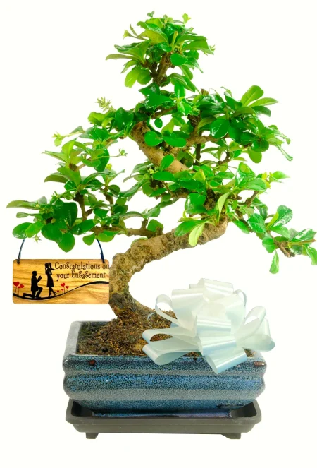 Engagement Plant Gift – Flowering Fukien Tea Bonsai Carmona microphylla