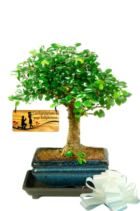 Cool Engagement Gifts – Baby Broom Chinese Elm Bonsai