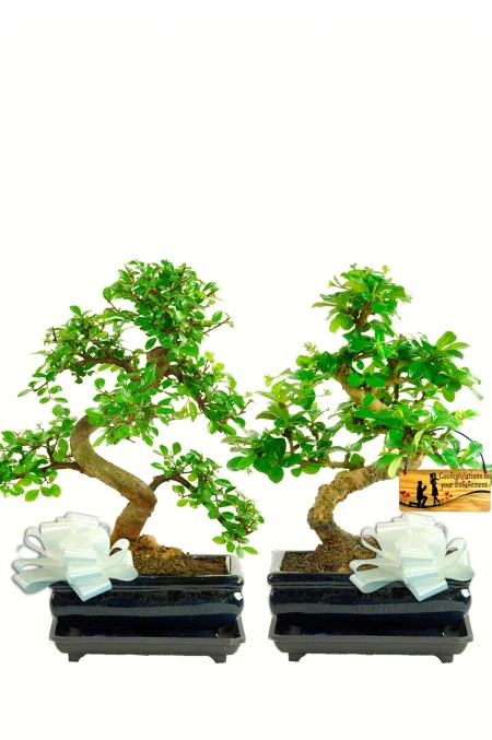 Engagement Gift – Two Bonsai Trees in Perfect Harmony