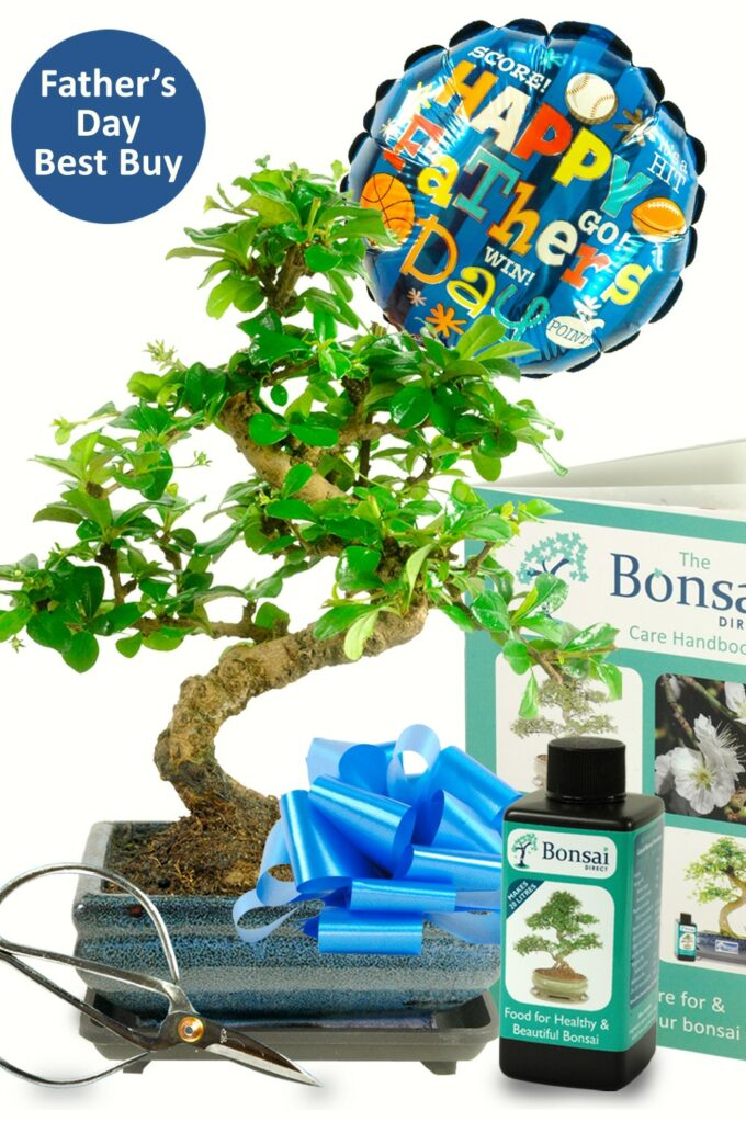 Father's Day Bonsai Gifts