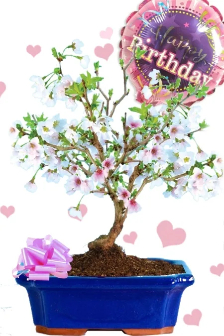 Spectacular flowering cherry blossom bonsai for her