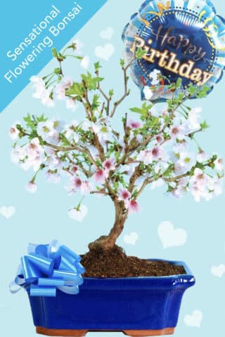 Cherry blossom bonsai Happy birthday Gift