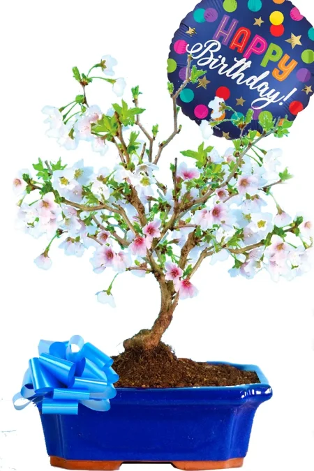 Perfect Happy Birthday Gift | Flowering Cherry Blossom Bonsai Tree with Happy Birthday Balloon