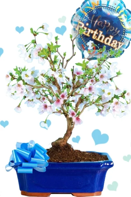 Outstanding cherry blossom Happy Birthday bonsai gift - perfect for her or him