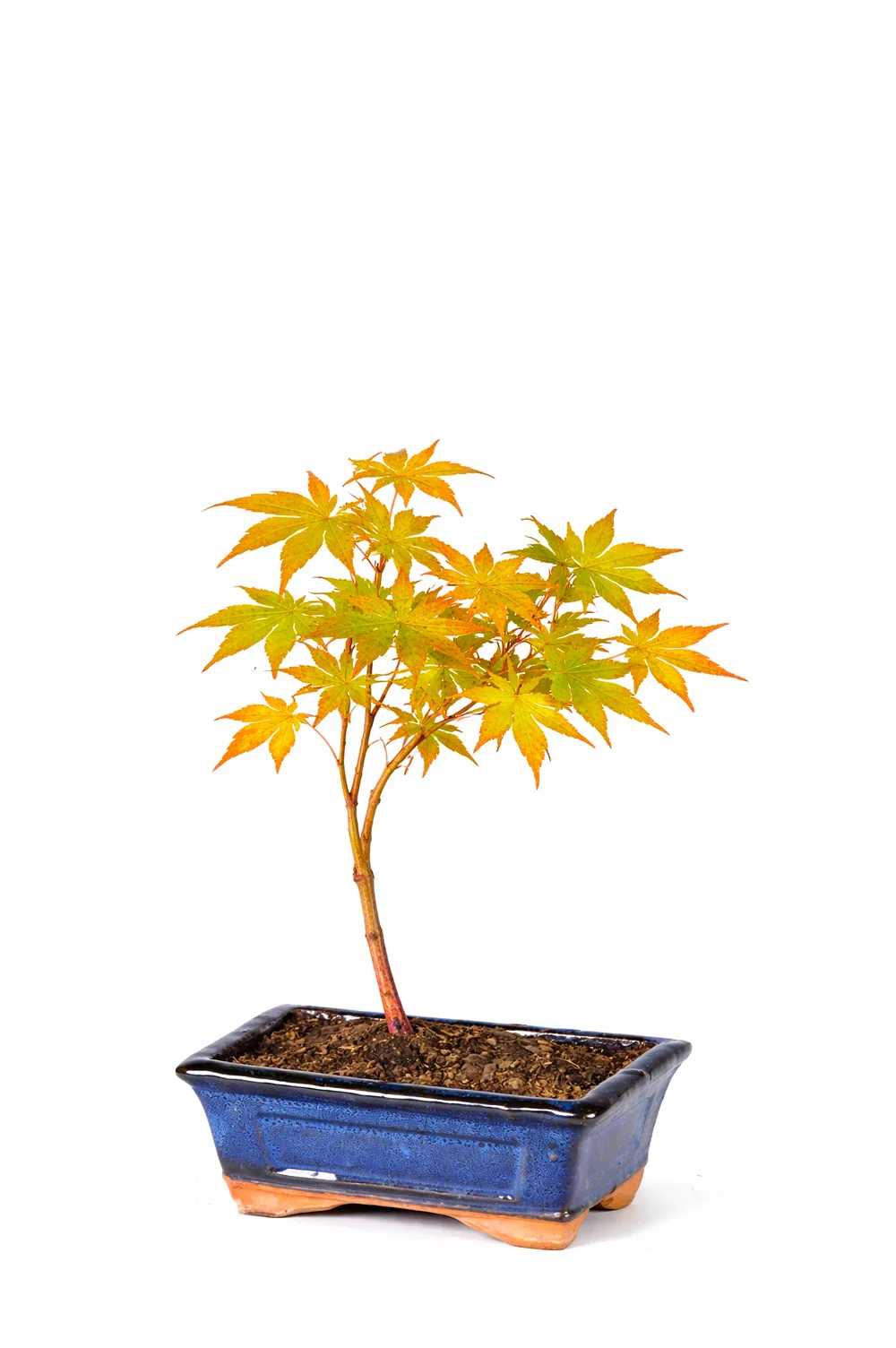 Beautiful Katsura Maple bonsai tree for sale