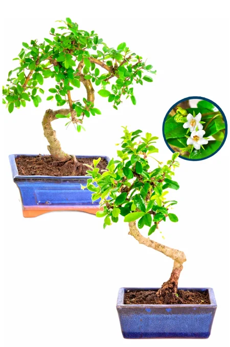 Twin literati style bonsai trees - Flowering Fukien Tea Tree and Chinese Elm