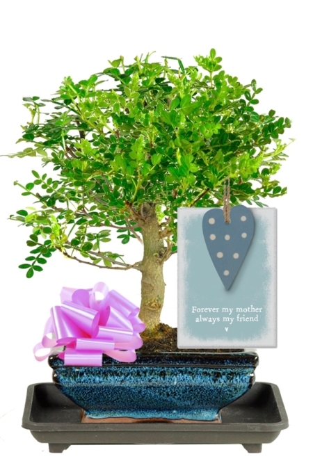 Aromatic Pepper bonsai perfect Mother's Day gift UK