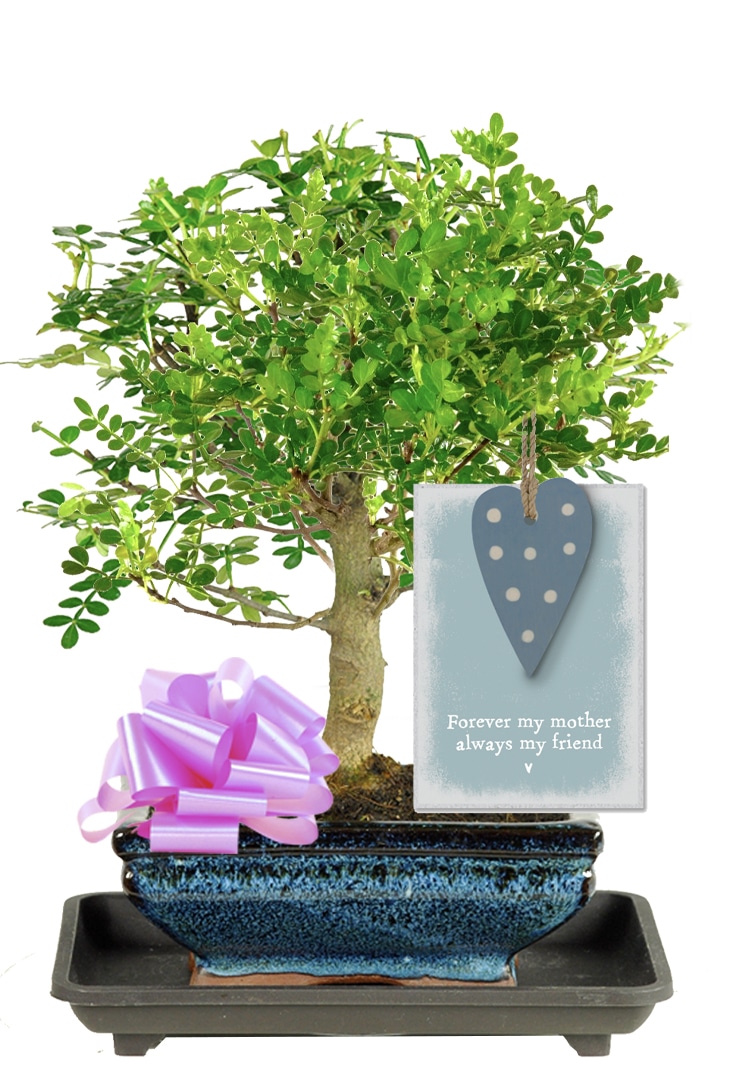 Aromatic Pepper bonsai perfect Mother's Day gift UK
