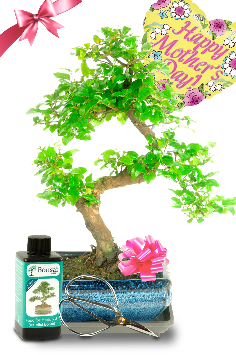 Fruiting Chinese Sweet Plum Mother's Day Bonsai Gift