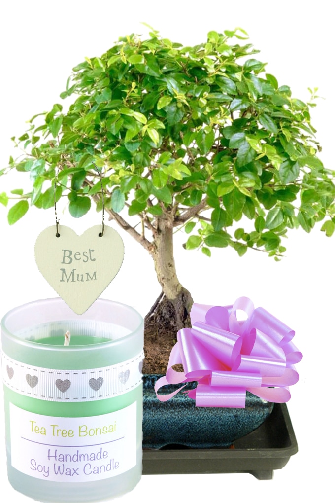 Fruiting Chinese Sweet Plum Bonsai Perfect for Mother's Day UK