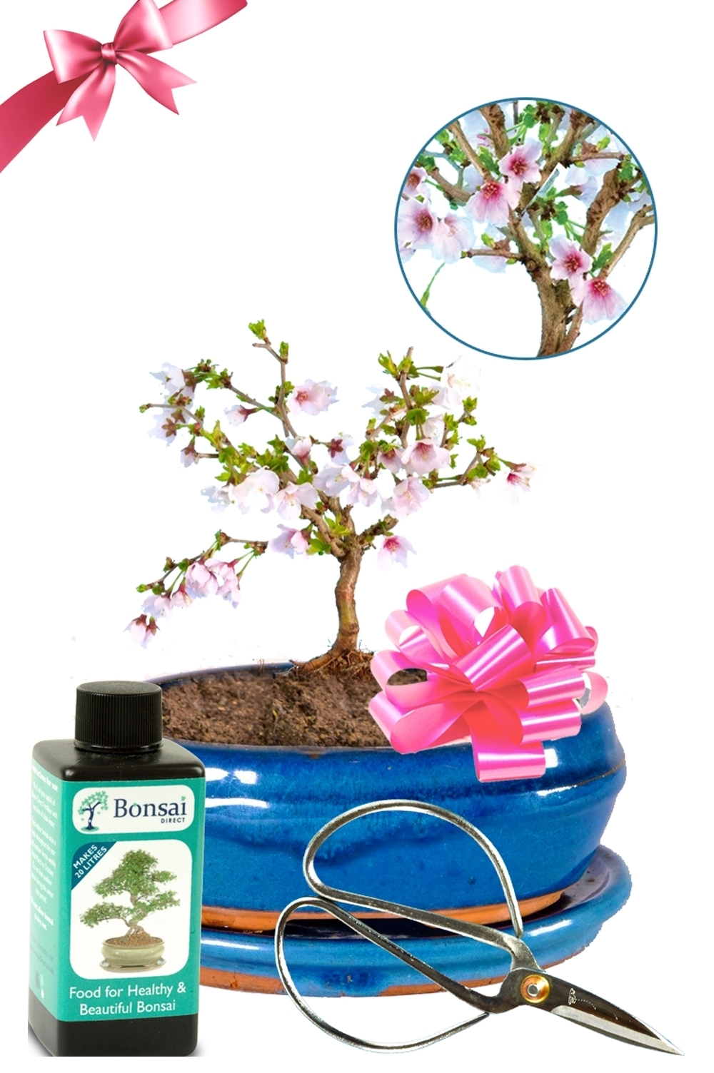 Best Mum - Miniature Flowering Cherry Blossom Bonsai Starter Kit - The Flight of the Butterfly Tree
