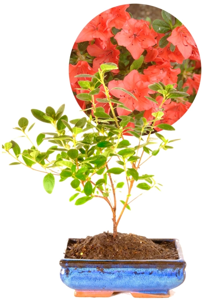 Japanese Azalea Bonsai Evergreen Leaves Orange Flowers UK