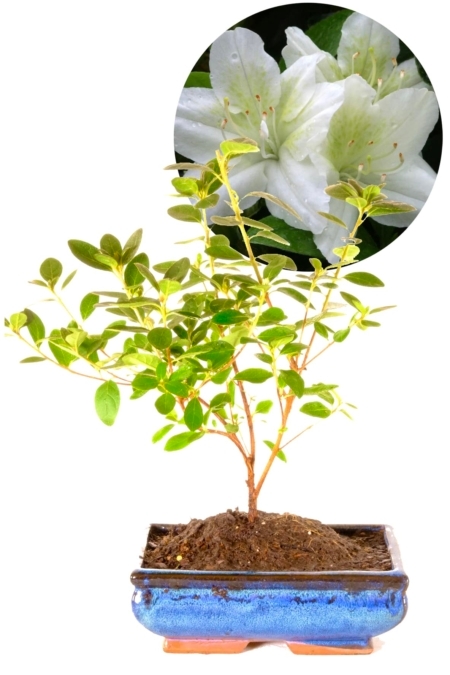 Snow white Japanese Azalea bonsai for sale in blue pot