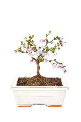 Cream mini Cherry Blossom bonsai for sale UK