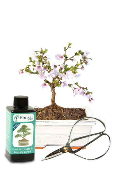 Mini flowering Cherry Blossom outdoor bonsai starter kit