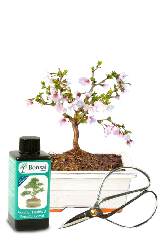 Tiny Flowering Cherry Bonsai with Spring Blossom Starter Kit