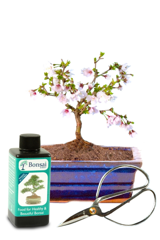 Tiny Miniature Flowering Cherry Blossom Butterfly Tree Starter Kit