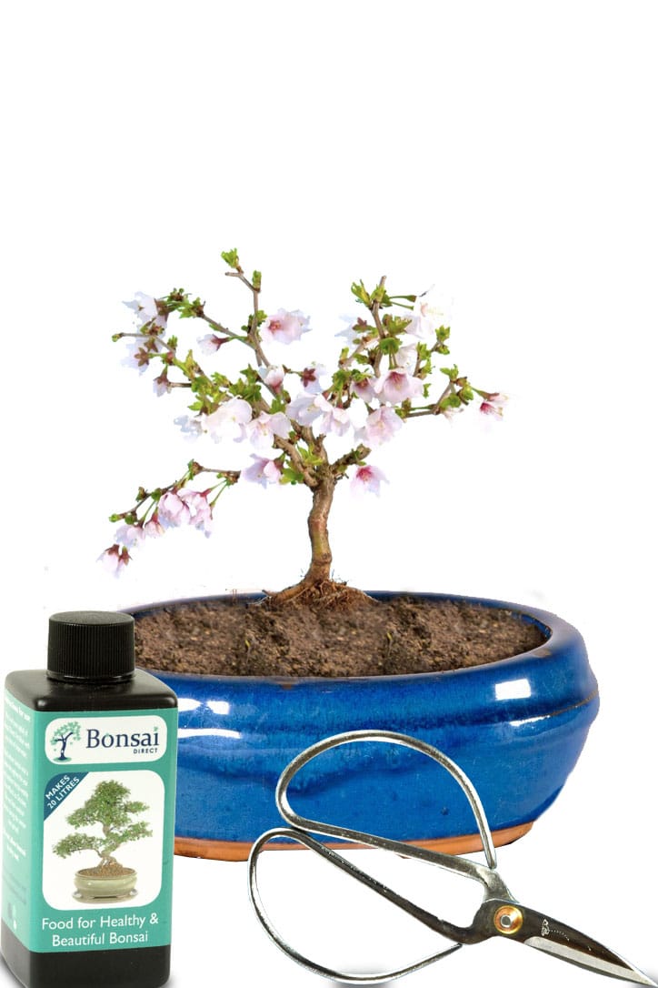Tiny starter Cherry tree blossom bonsais blue oval pot