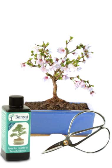 Very cute tiny Cherry blossom bonsai in sky blue pot with accessories